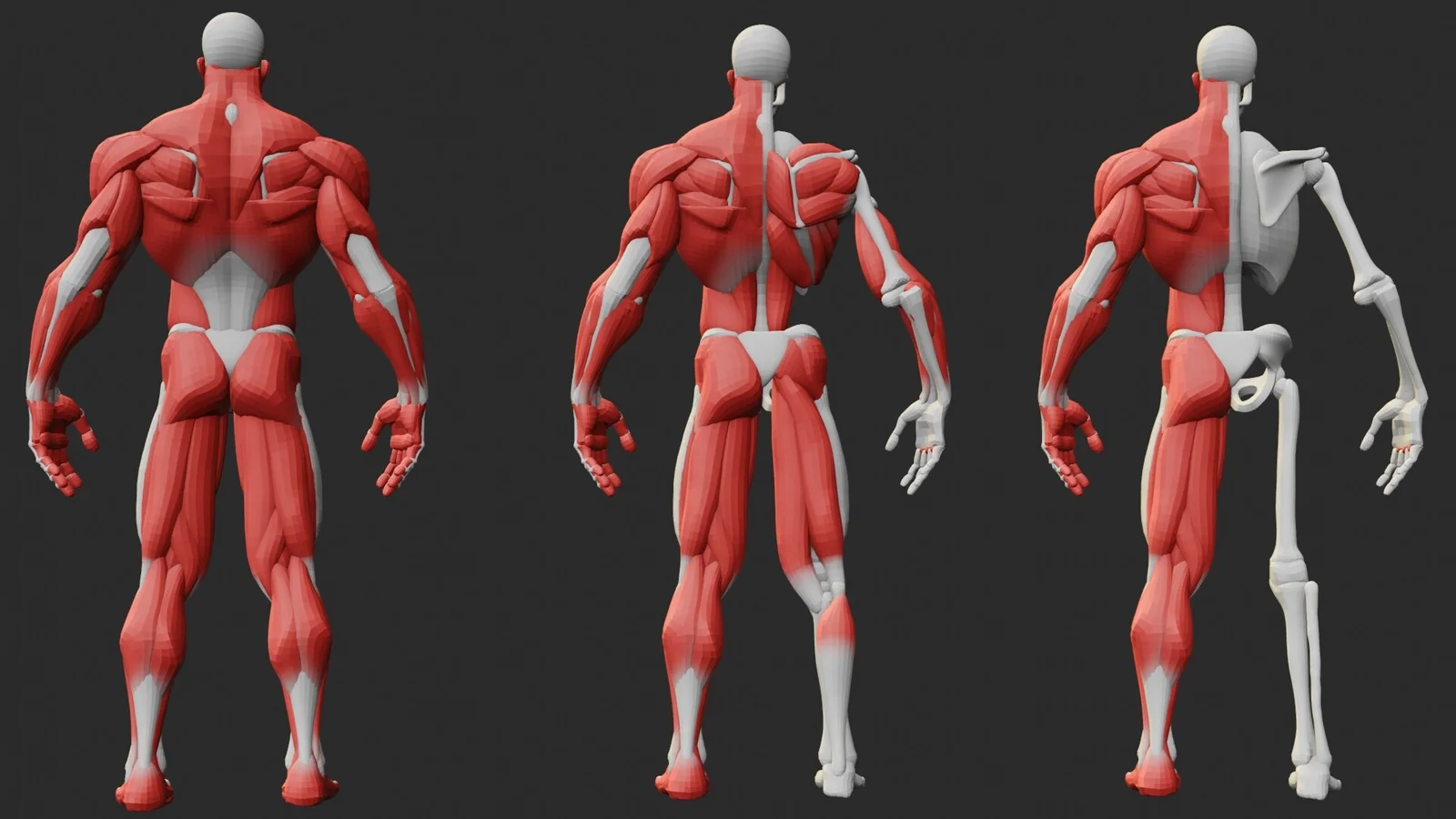 Stylized Anatomy Ecorche screenshot 3