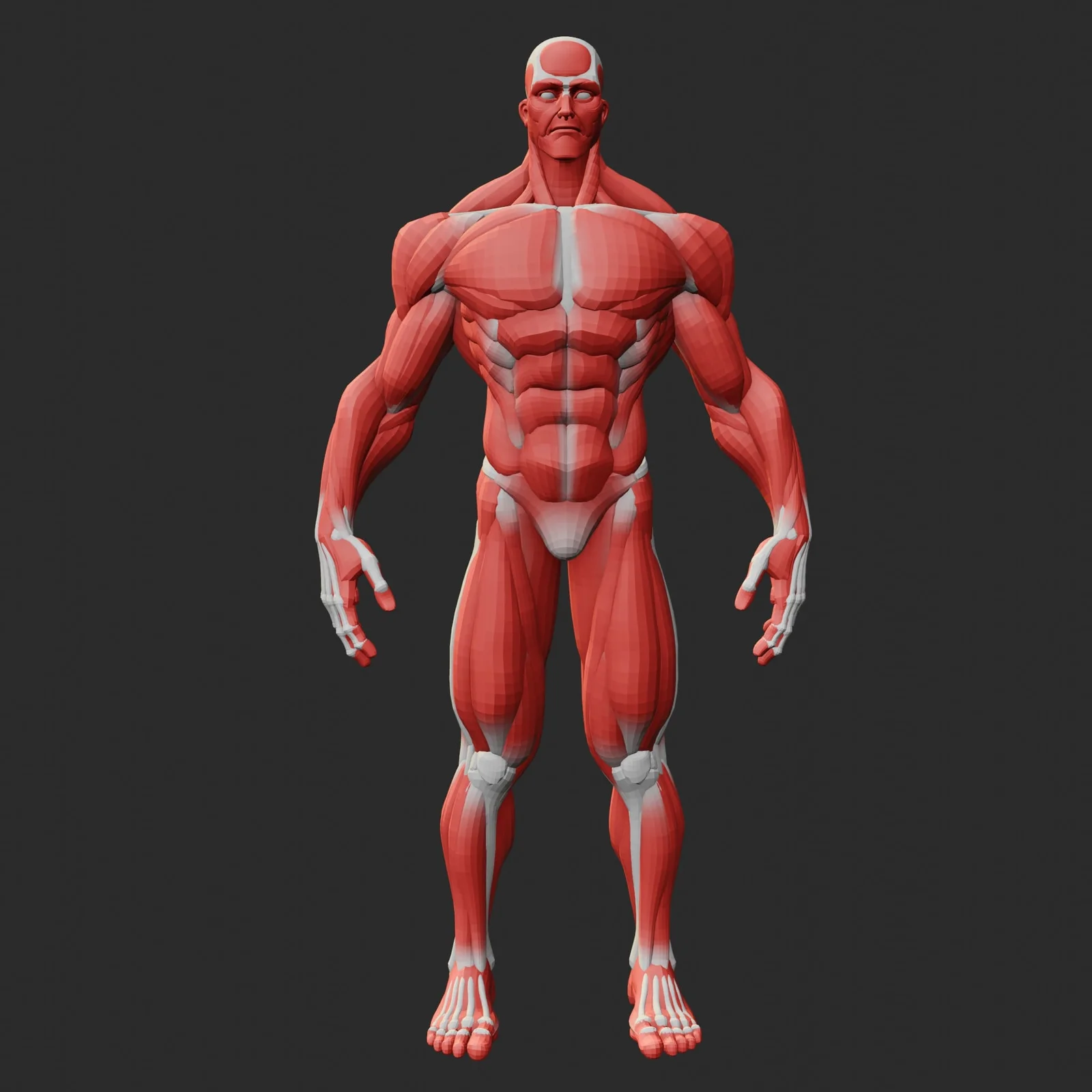 Stylized Anatomy Ecorche screenshot 4