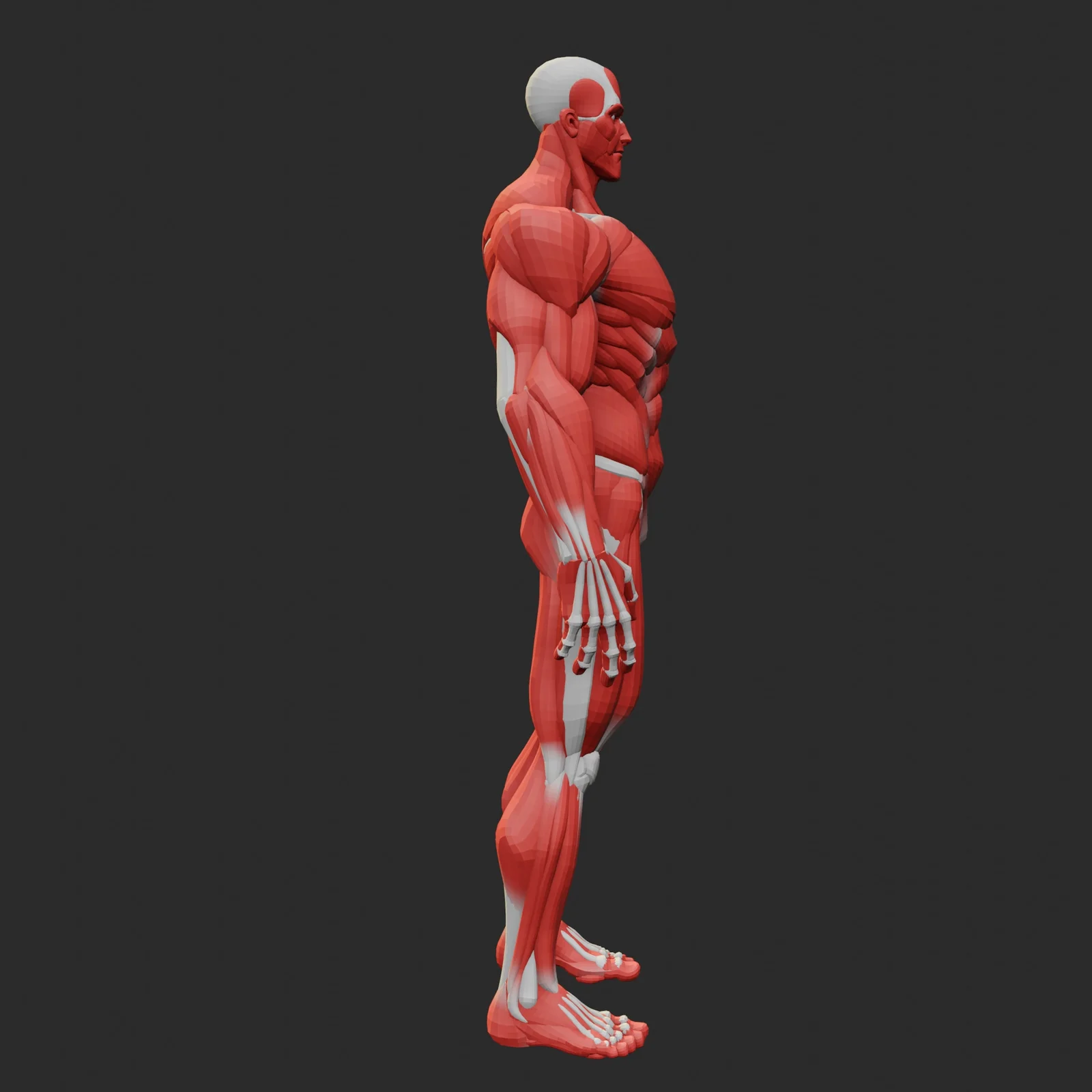Stylized Anatomy Ecorche screenshot 5