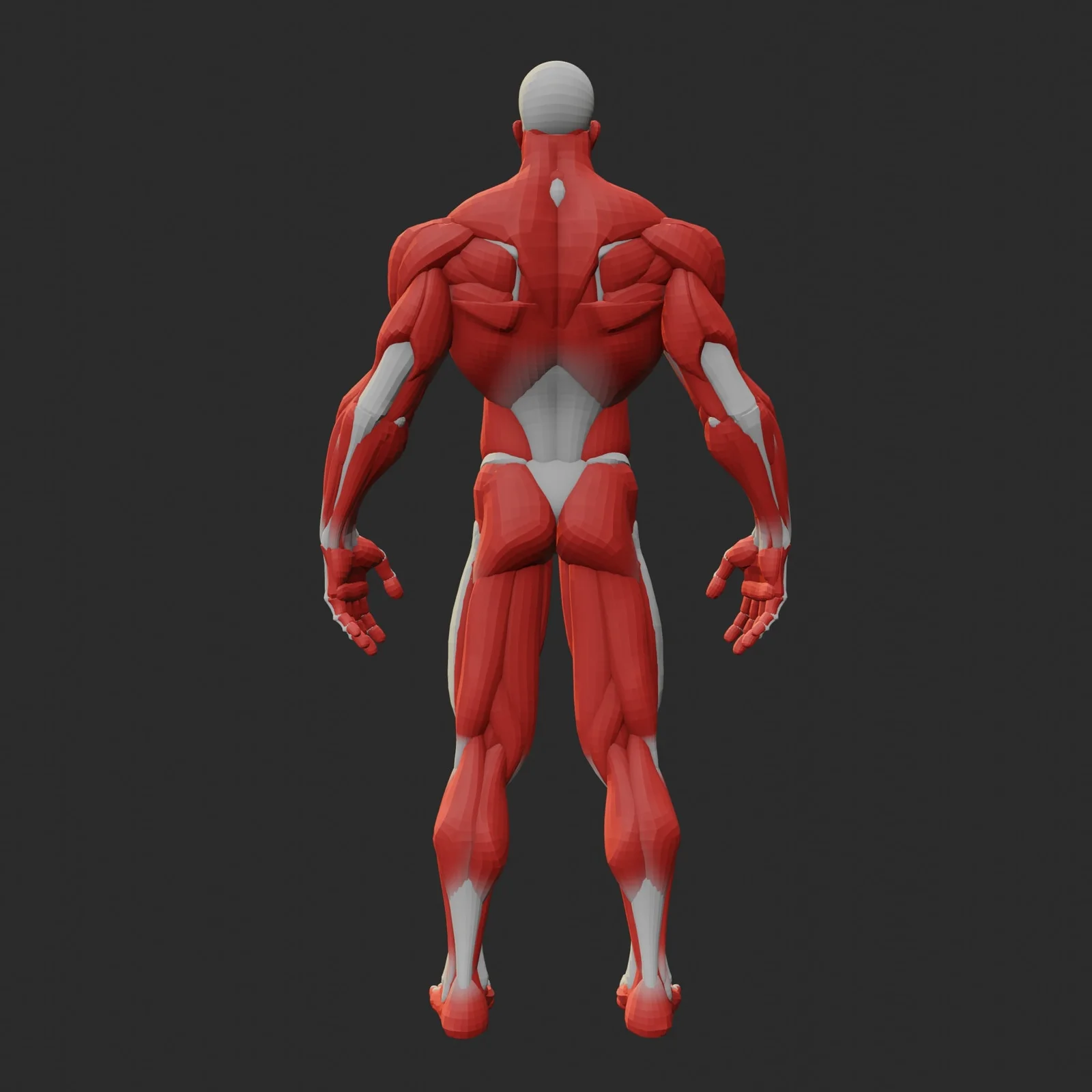 Stylized Anatomy Ecorche screenshot 6