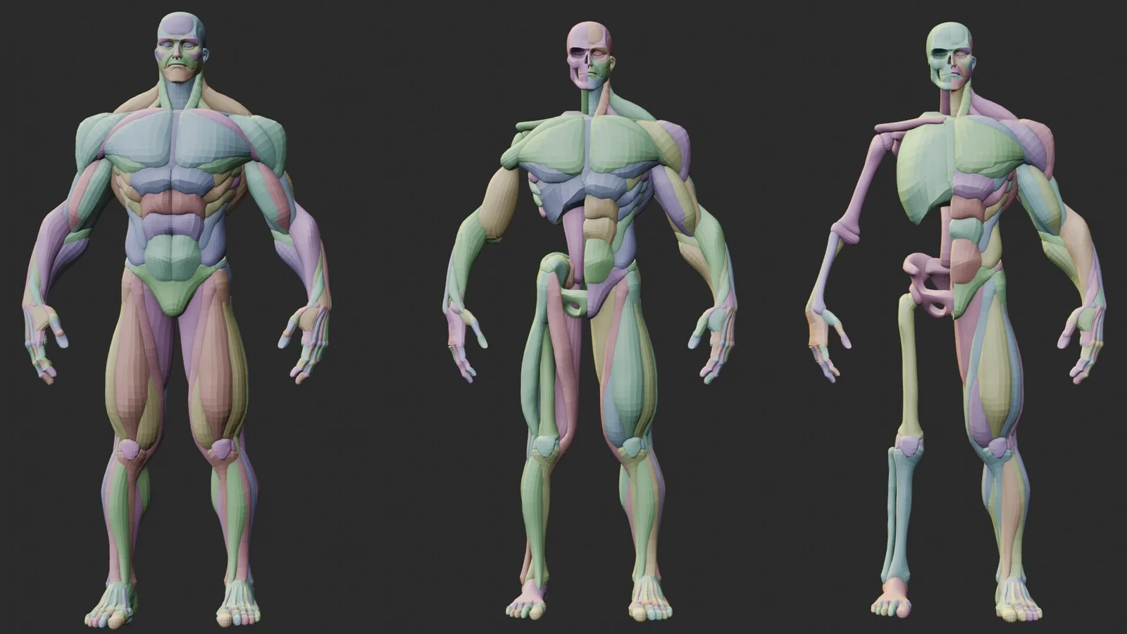 Stylized Anatomy Ecorche screenshot 7