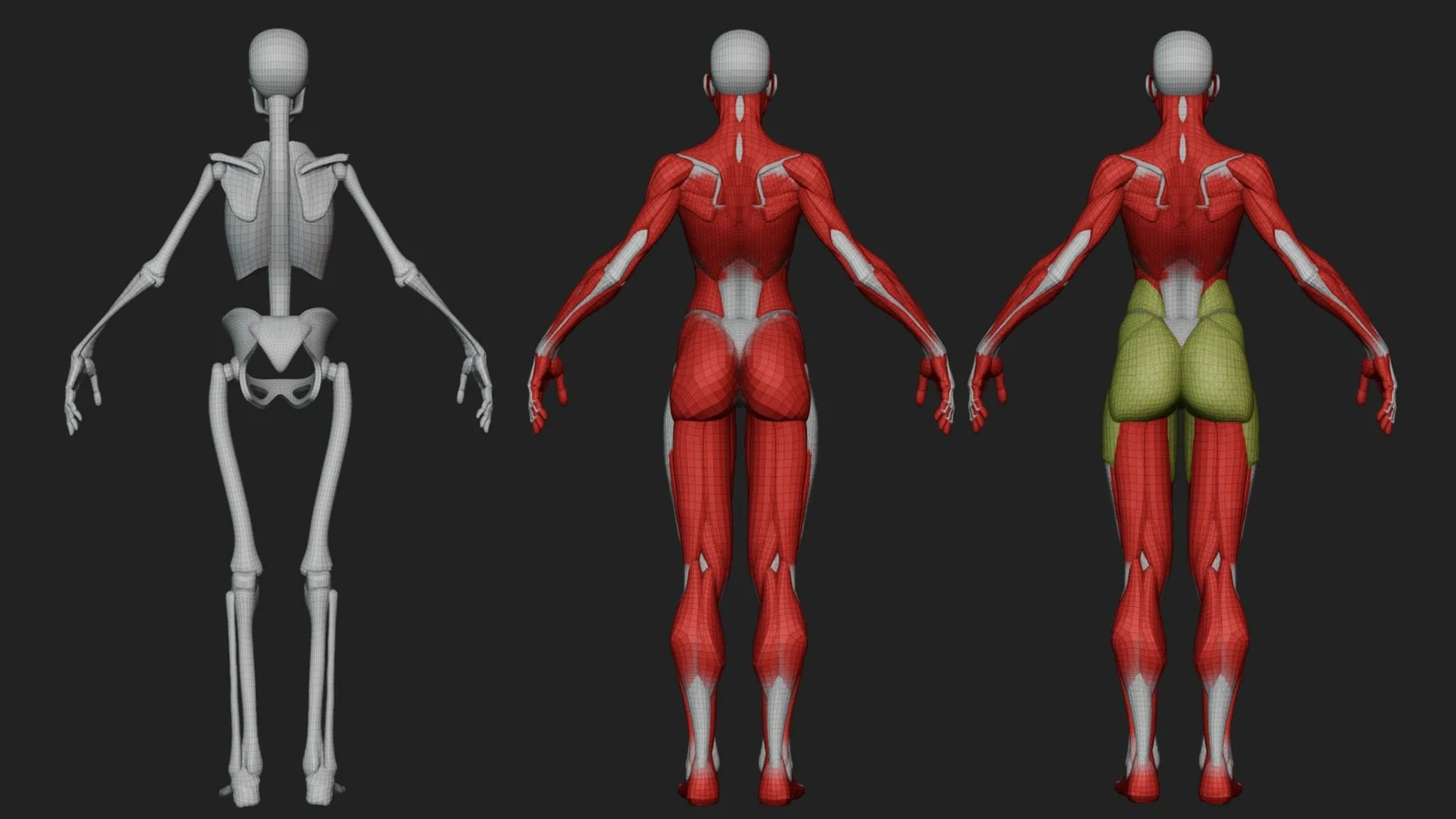 Ultimate Stylized Female Anatomy Ecorche screenshot 2
