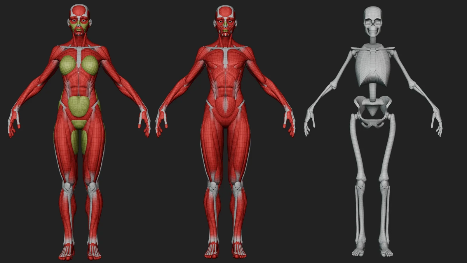 Ultimate Stylized Female Anatomy Ecorche screenshot 3