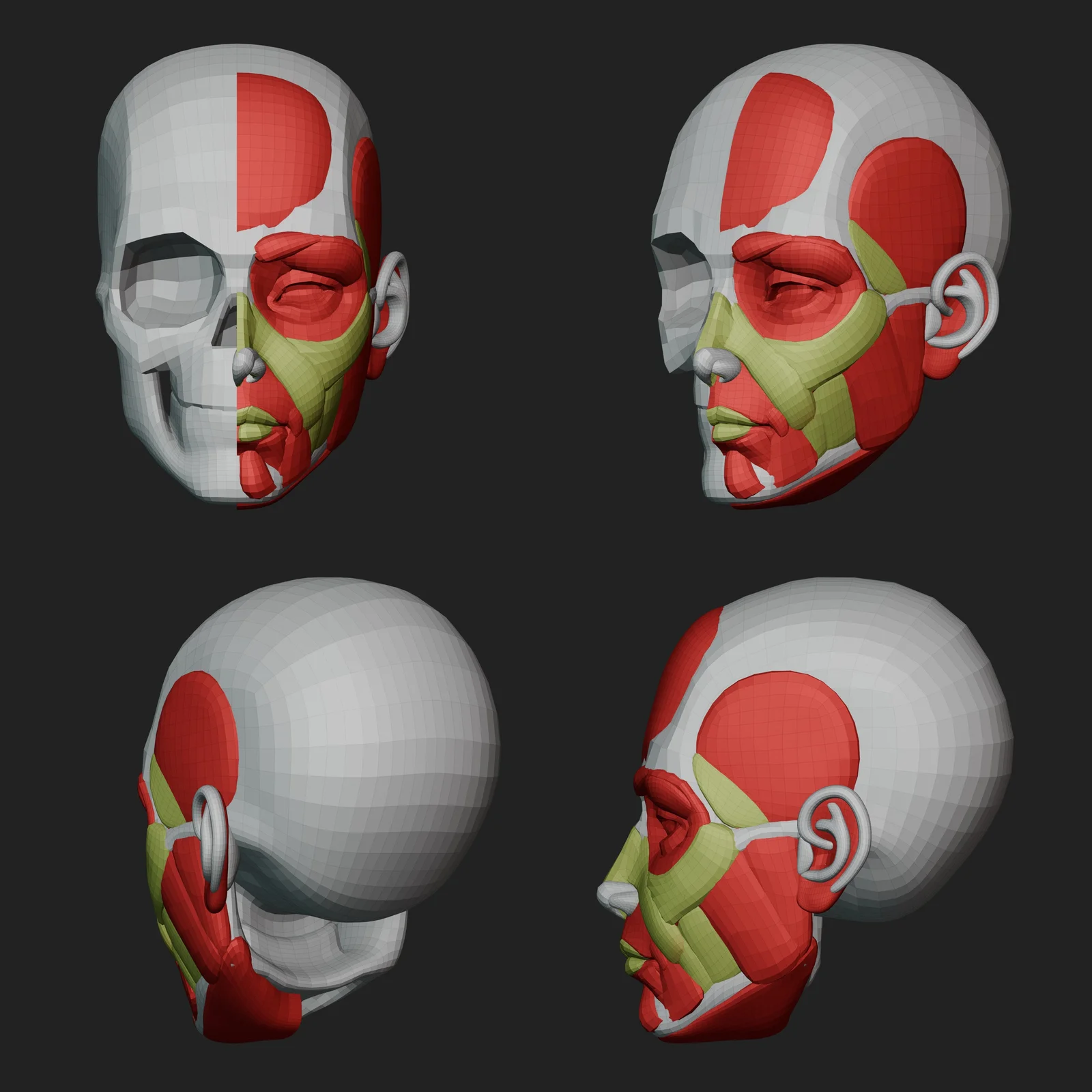 Ultimate Stylized Female Anatomy Ecorche screenshot 4