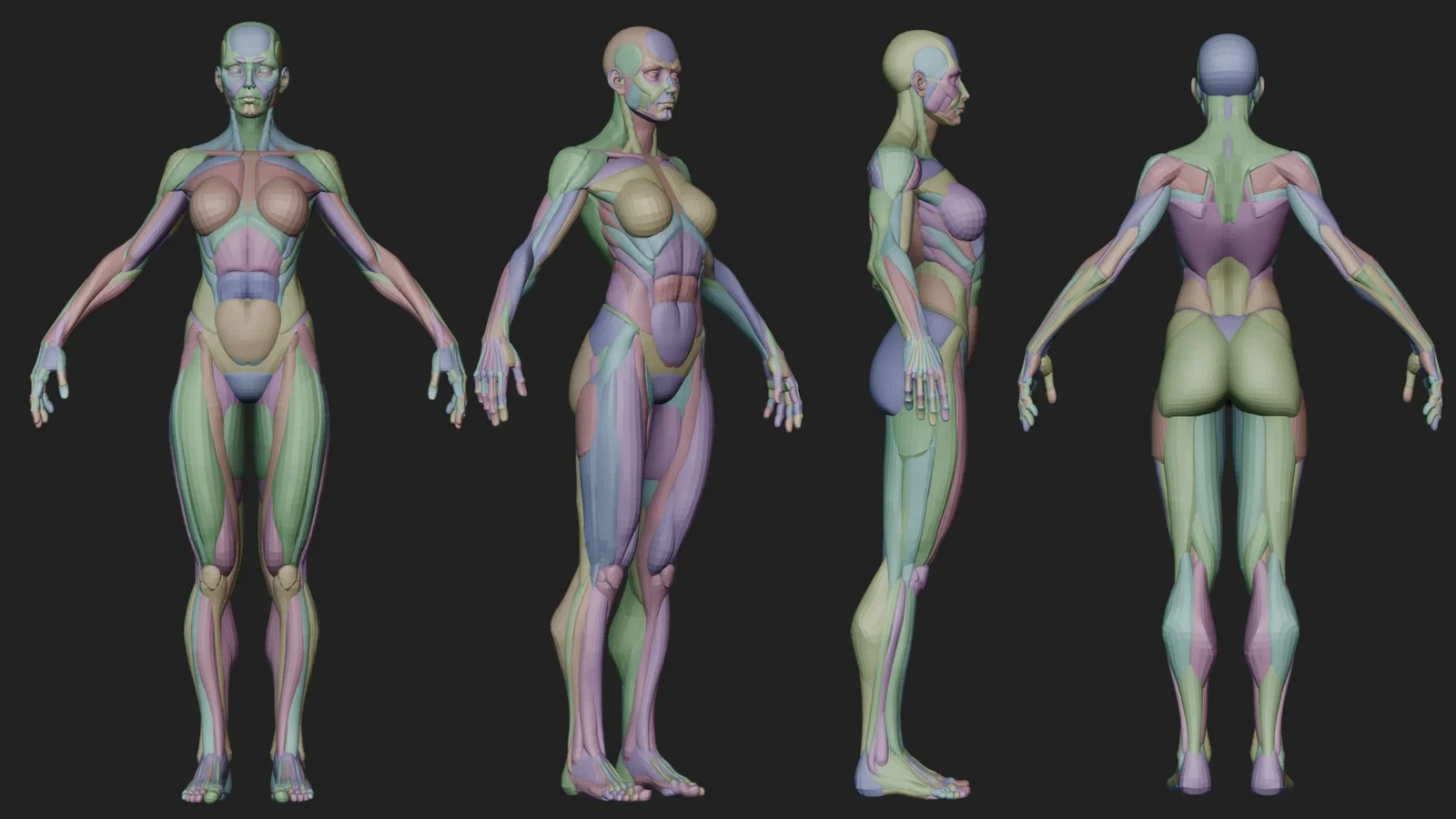 Ultimate Stylized Female Anatomy Ecorche screenshot 5