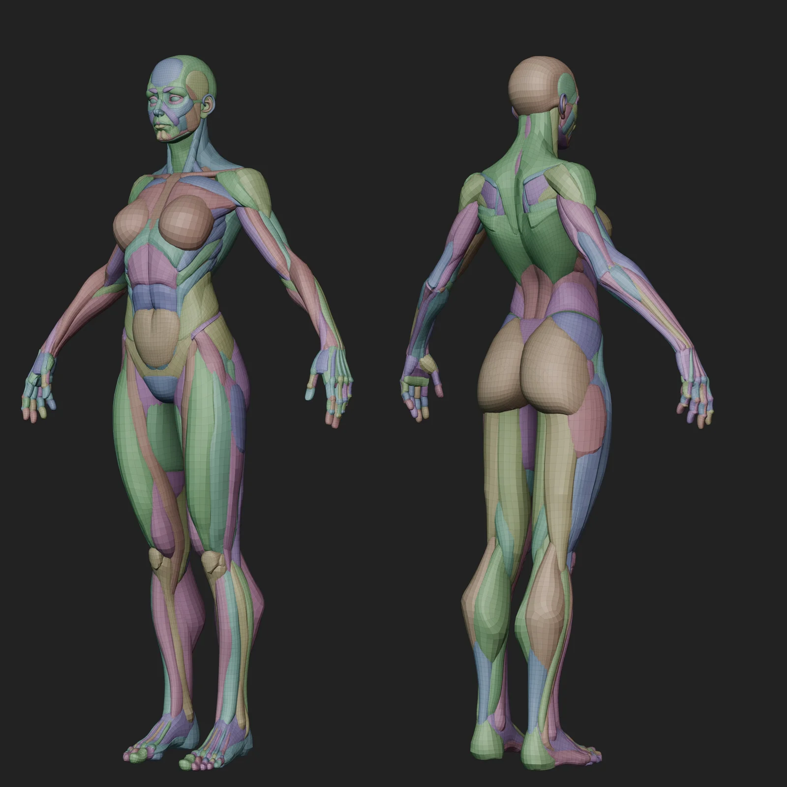 Ultimate Stylized Female Anatomy Ecorche screenshot 6