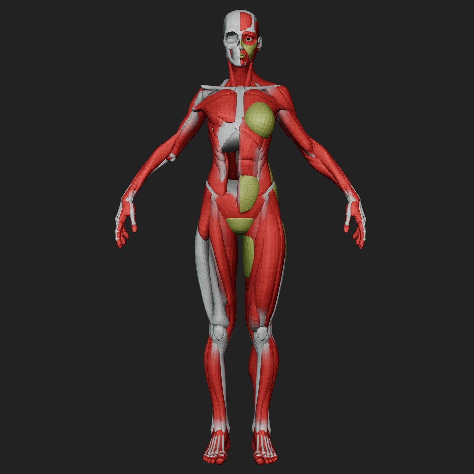 Ultimate Stylized Female Anatomy Ecorche screenshot 7