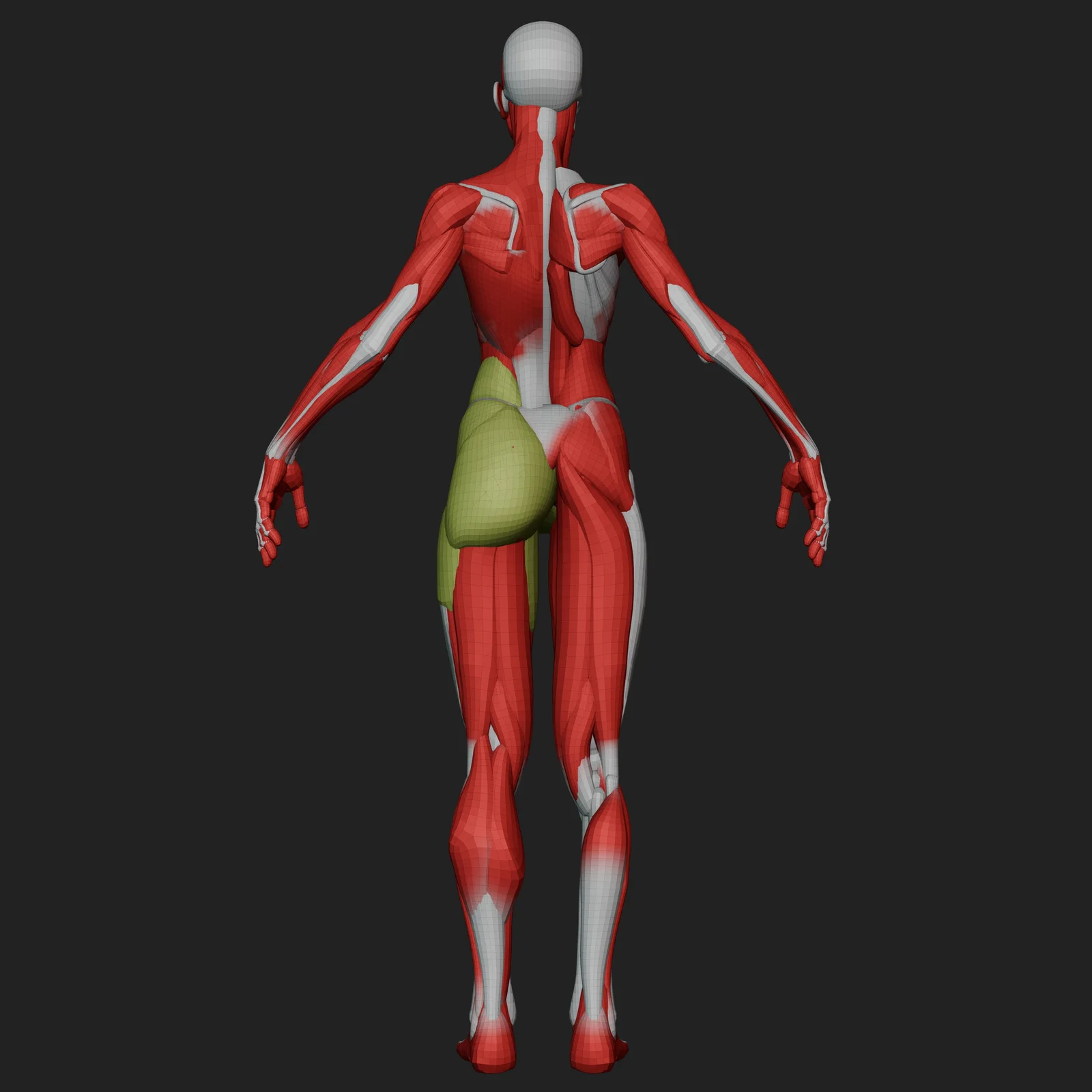 Ultimate Stylized Female Anatomy Ecorche screenshot 8