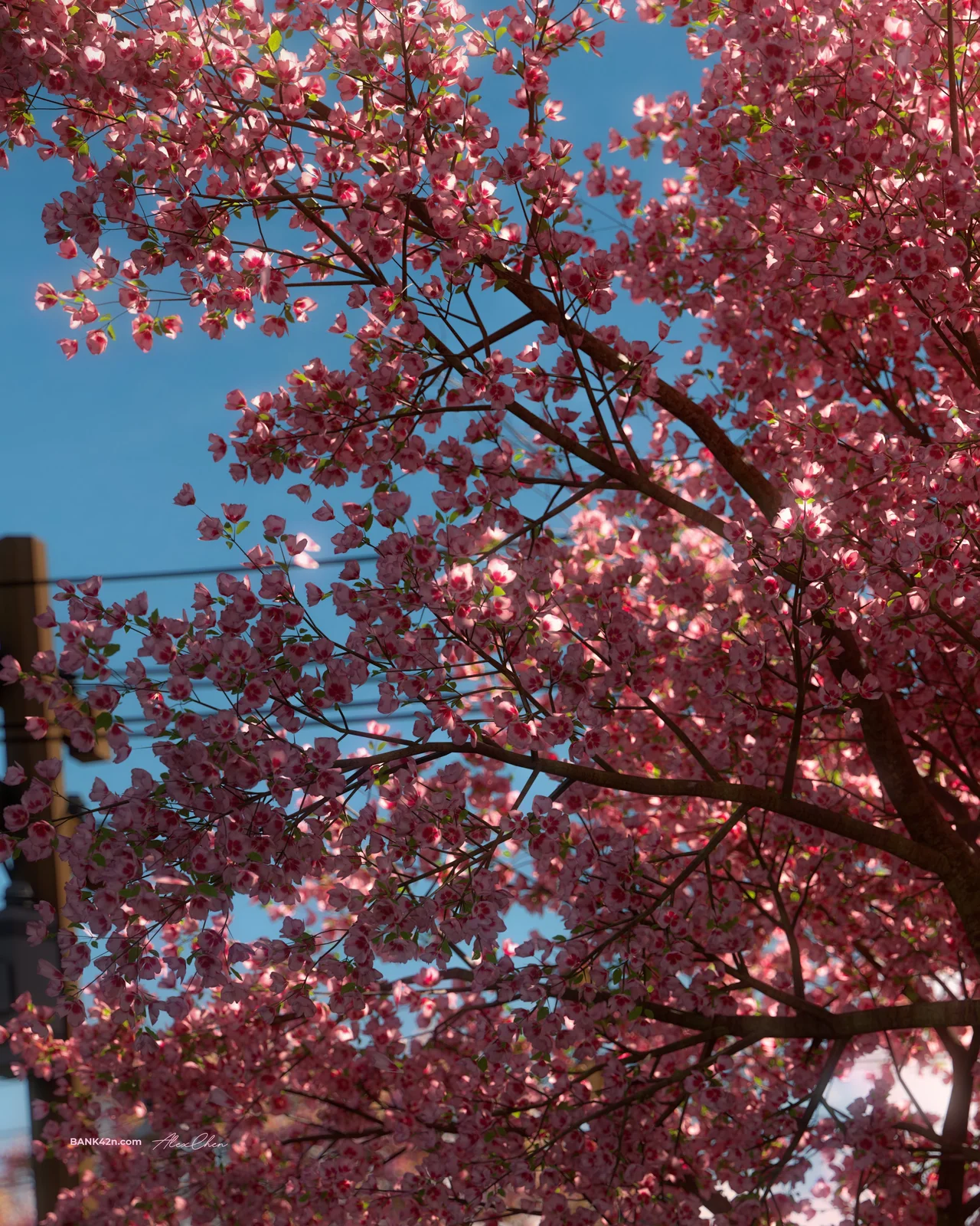Under the Sakura Tree screenshot 7