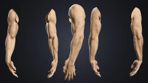 V-ARM 01 Realistic Male Hands - Blender 3d models