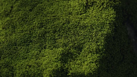 Viktor's Mossifier - Blender geometry nodes