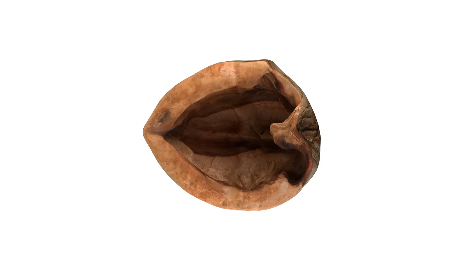 Walnut Shell screenshot 6