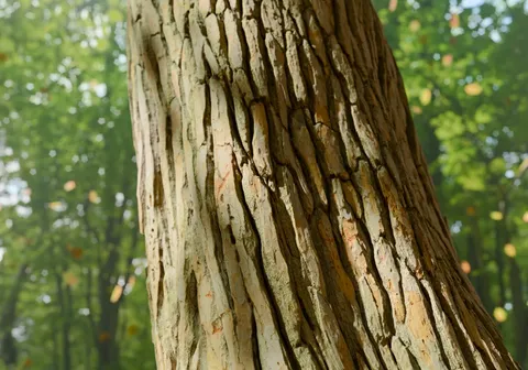 White Pine 1 - Blender textures & materials