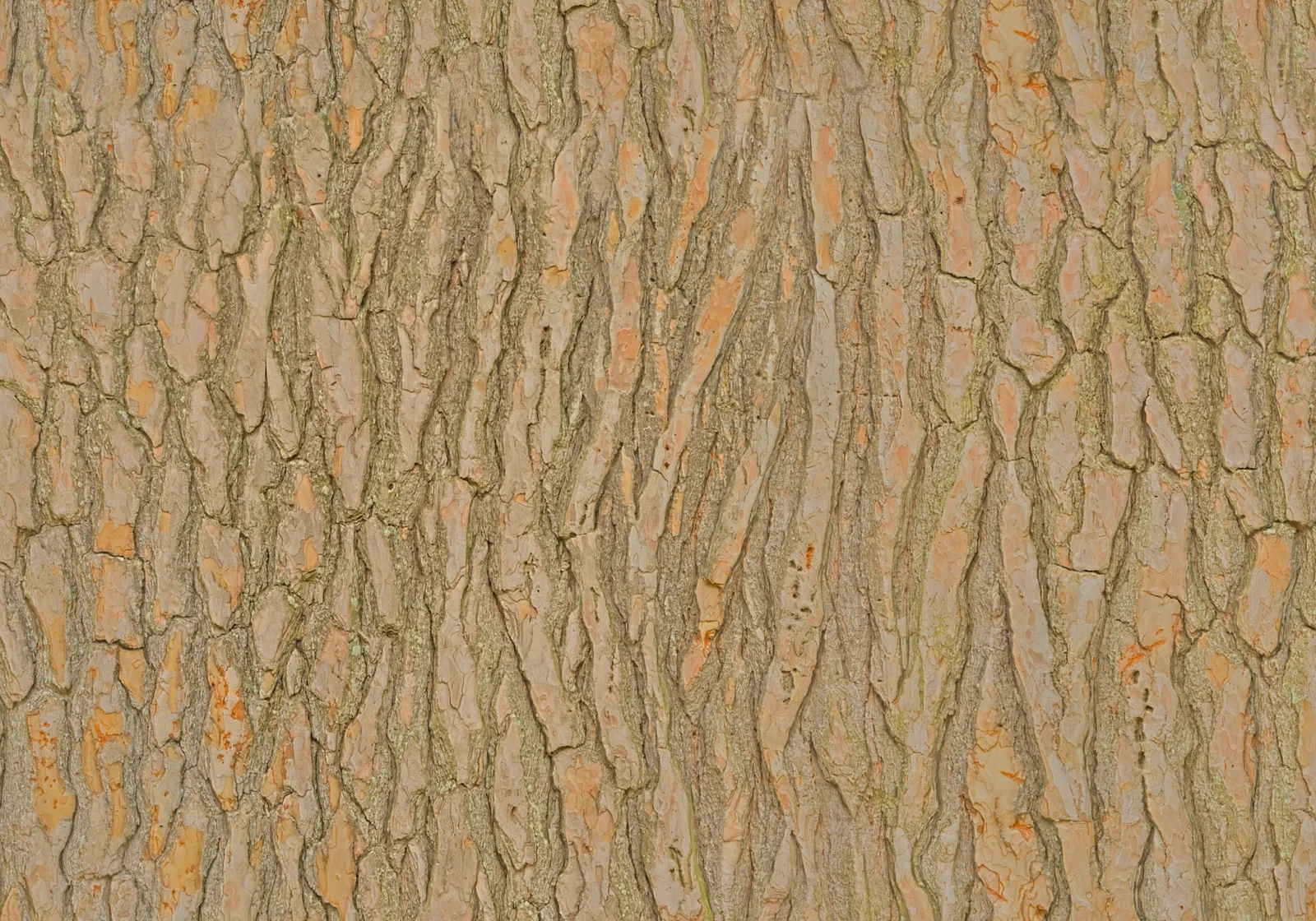 White Pine 1 screenshot 3