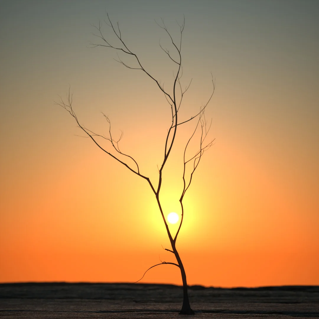 Winter Tree Study Pack screenshot 2