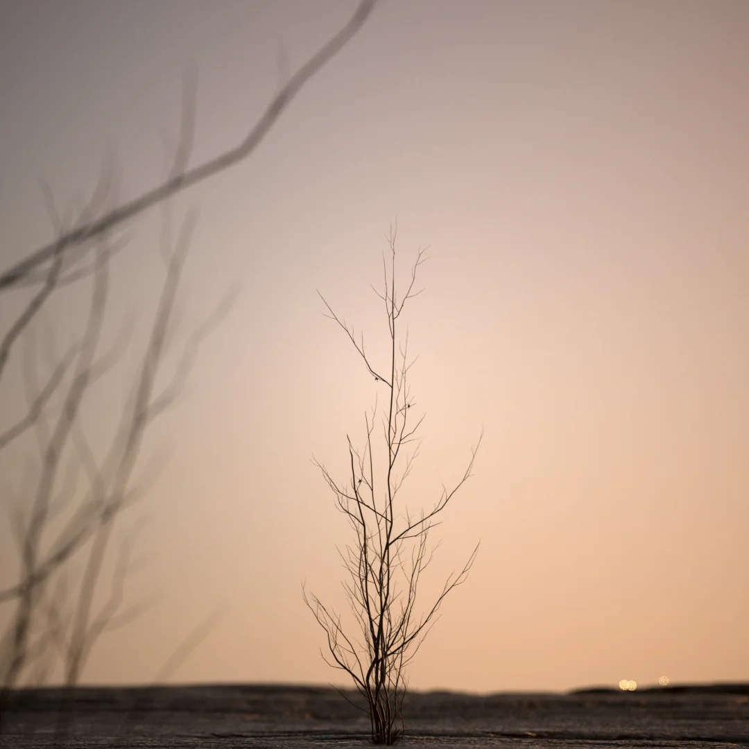 Winter Tree Study Pack screenshot 3