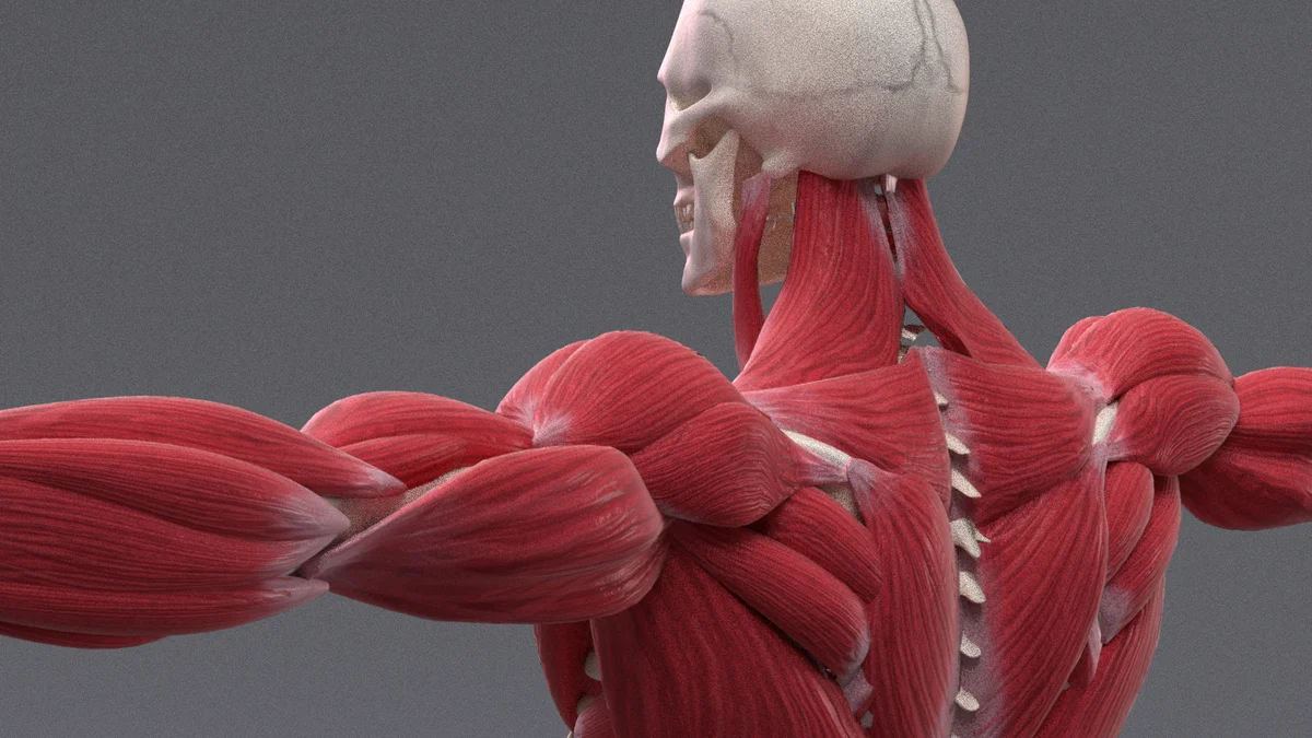 X-Muscle System screenshot 2