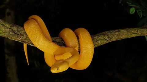 Yellow Viper Snake - Blender 3d models