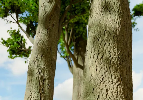 Young Maple Bark - Blender textures & materials