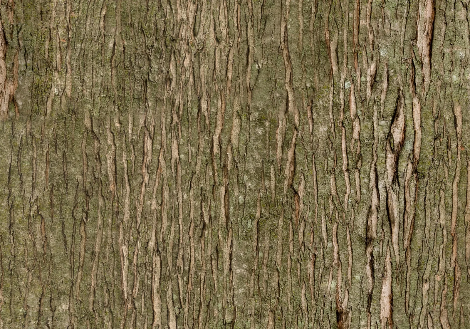 Young Maple Bark screenshot 4