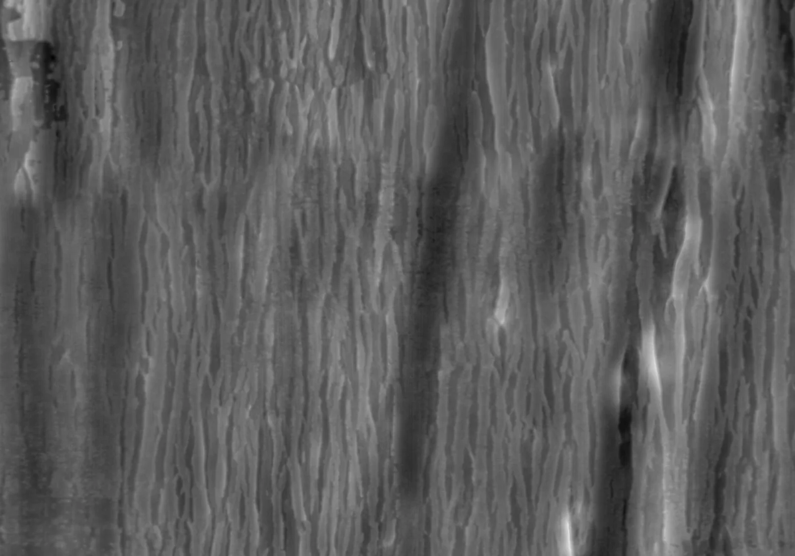 Young Maple Bark screenshot 7